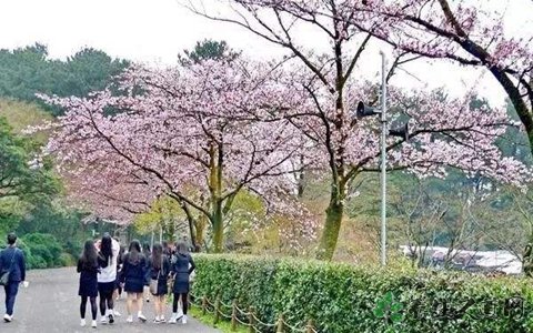 武大谴责樱花雨 踏青赏花要注意什么