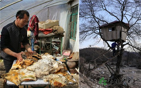 男子捡140斤太岁 太岁是什么东西