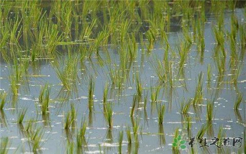 大范围试种海水稻 海水稻和普通水稻的区别