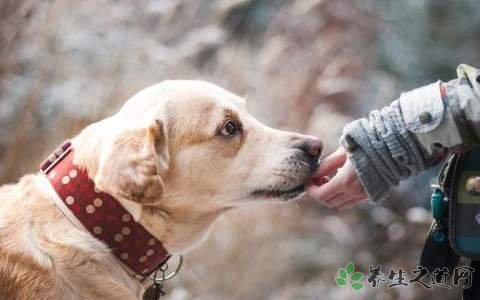 4岁女童被狗追 如何文明养犬