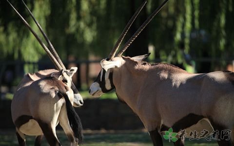 男孩遭孔雀偷袭 参观动物园要注意什么