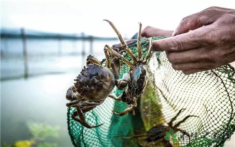 假冒阳澄湖大闸蟹 如何辨别真假大闸蟹