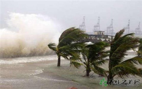 琼州海峡全线停航 台风来临前后注意事项