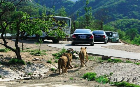 野生动物园摘山楂 野生动物园游玩注意事项