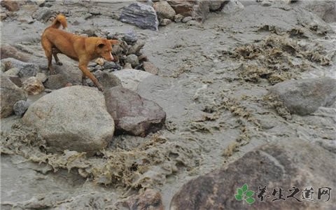 菲律宾台风泥石流 遇到泥石流如何逃生