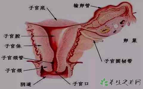 医生擅切子宫 子宫的功能有哪些