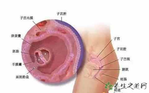 医生擅切子宫 子宫的功能有哪些